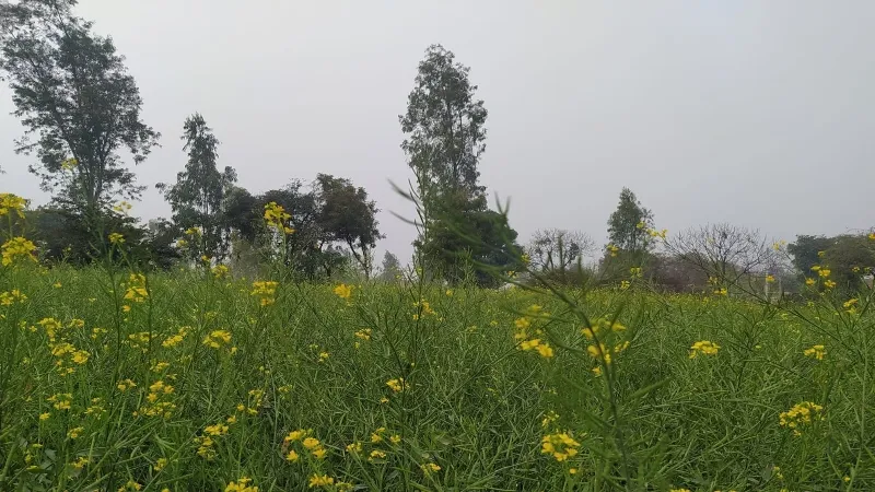 हरदोई : फूल को फलने न देंगी पुरवइया हवाएं, मौसम में उलट-फेर होने से और चमक सकती है गेंहू की फसल