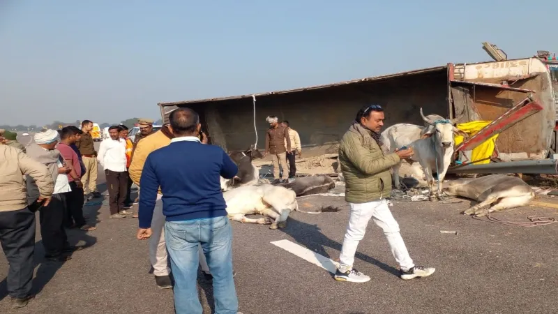 सुलतानपुर : पूर्वांचल एक्सप्रेस-वे पर पलटा कंटेनर, 6 गोवंशो की मौत