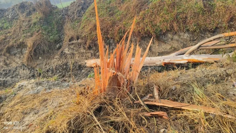 हरदोई में सफाई की आड़ में साफ हो गए सरकारी हरे पेड़!