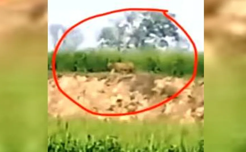 Lakhimpur Kheri News: खेत की मेड़ पर टहलता दिखा बाघ, ग्रामीणों में दहशत