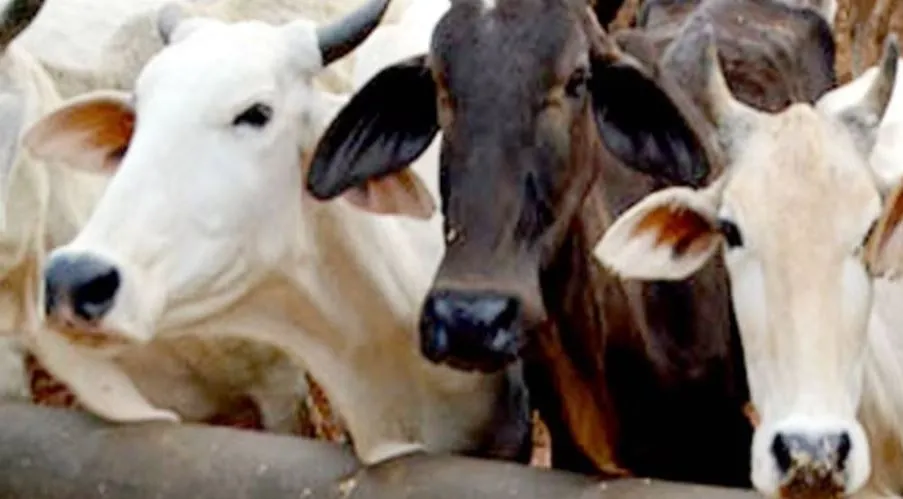 Bareilly News: इंसानियत शर्मसार... बुजुर्ग ने गोवंश के साथ किया दुष्कर्म, वीडियो वायरल