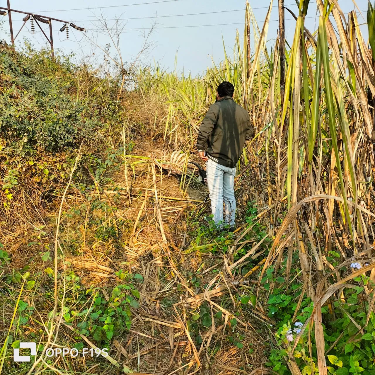 बरेली: बिथरी क्षेत्र में फिर मिले गोवंशीय पशु के अवशेष, एक्स पर डीजीपी, एडीजी और आईजी से की शिकायत