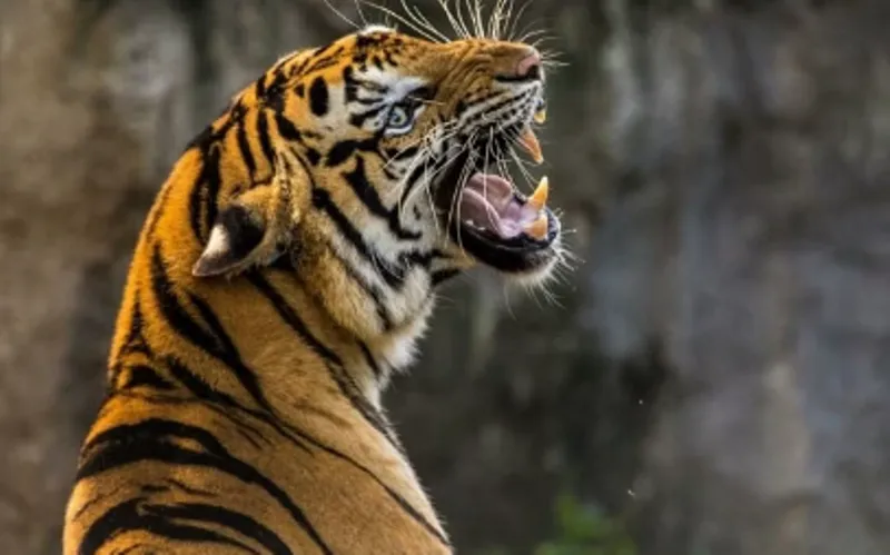 रामनगर: महिला को दो किलोमीटर घसीट ले गया बाघ, नहीं बची जान...ग्रामीण हुए आग बबूला