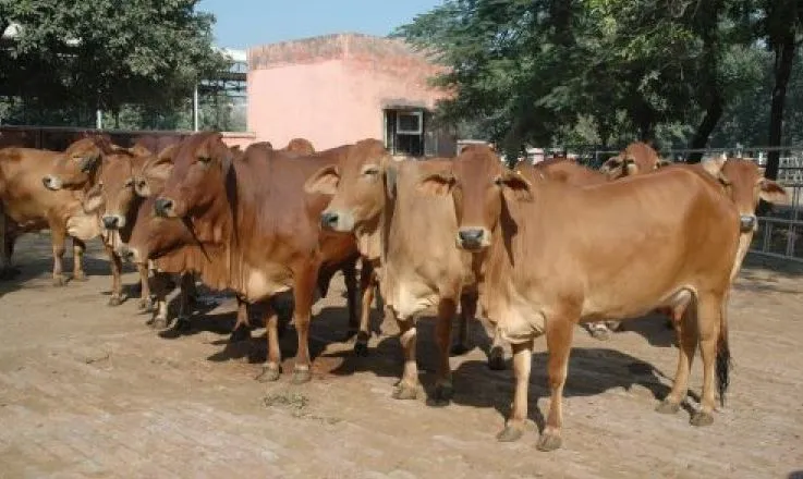 बदायूं: चोकर समझकर चारे में मिला दी यूरिया, पांच पशुओं की मौत