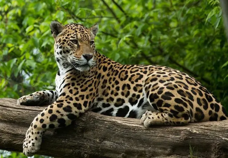 गरमपानी: तल्ला बर्धो गांव से सटे जंगल में गुलदार का शव मिलने से हड़कंप