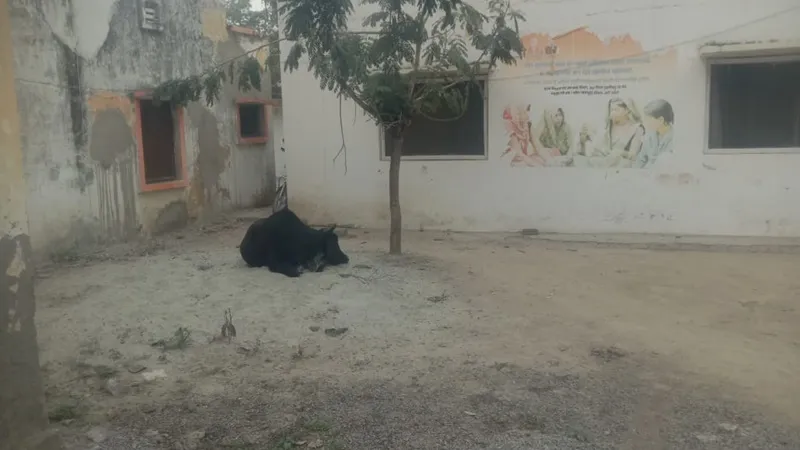 cats050