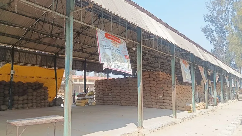 धान खरीद: यूपीपीसीयू व पीसीएफ ने की रिकार्ड तोड़ खरीद, दोनों एजेंसियों ने लक्ष्य से अधिक किसानों से खरीद डाला धान
