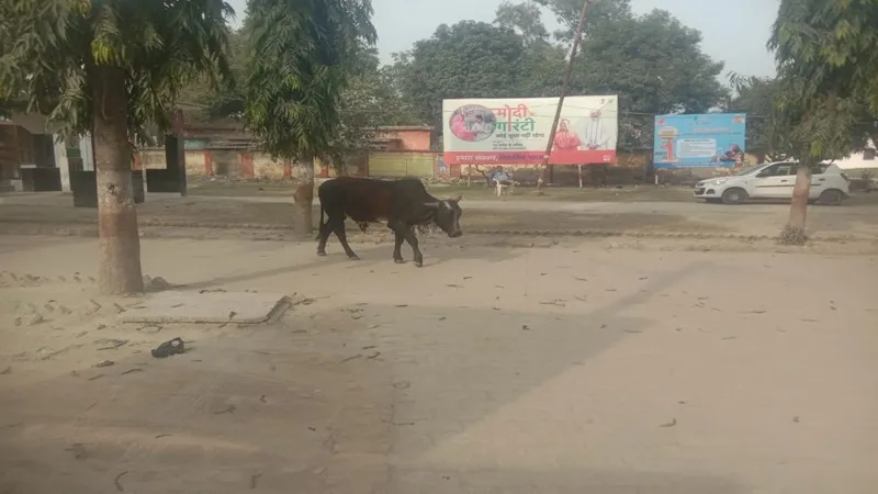 गोंडा: आयुक्त का आदेश बेअसर, सड़क से लेकर ब्लॉक परिसर तक घूम रहे छुट्टा मवेशी