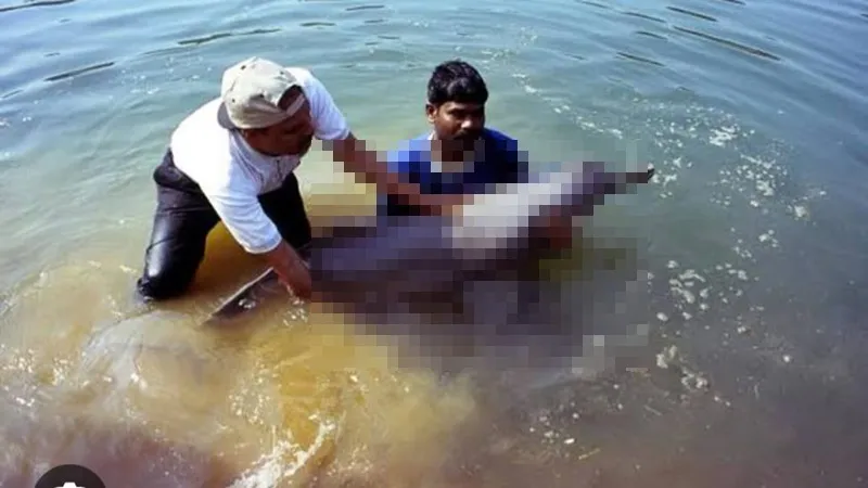 बहराइच: गिरिजापुरी बैराज में उतराता मिला डॉल्फिन का शव, जानिए क्या बोले वन कर्मी