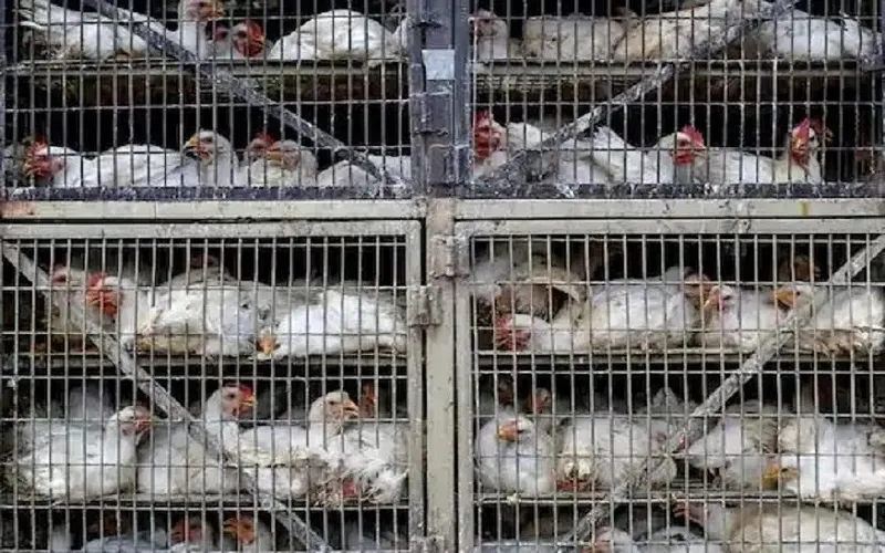 जापान में बर्ड फ्लू की पुष्टि के बाद 14 हजार पक्षियों को मारा, 10 किमी के दायरे में 15 फार्मों की साढ़े तीन लाख पक्षियों के आवाजाही पर प्रतिबंध