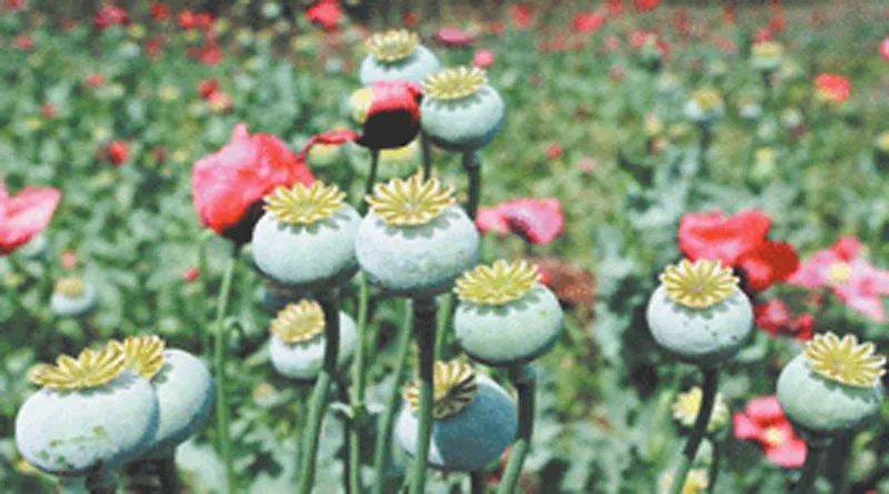 रुद्रपुर: पुलिस ने 972 ग्राम अफीम के साथ दबोचे सौदागर दो भाई