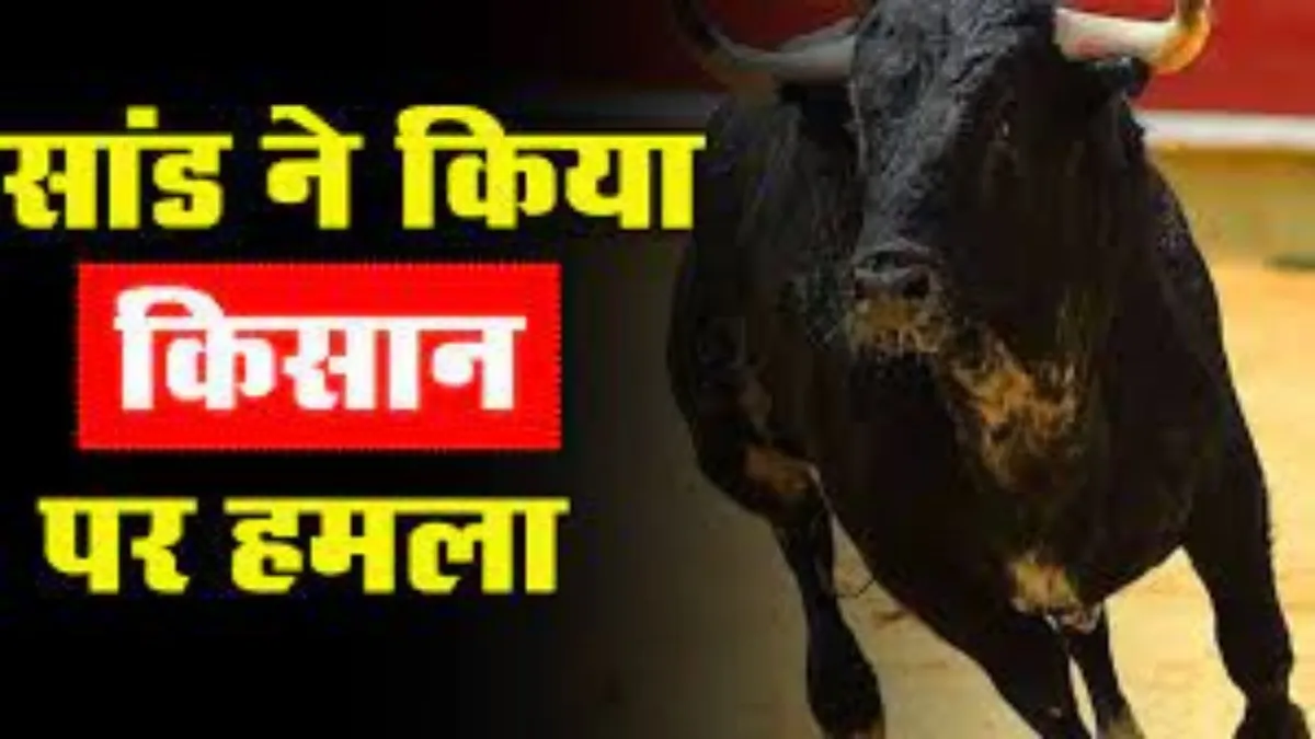 बरेली: सांड़ ने किसान पर किया हमला, सींग लगने से चेहरे में गहरे घाव, हमले नहीं हो रहे कम