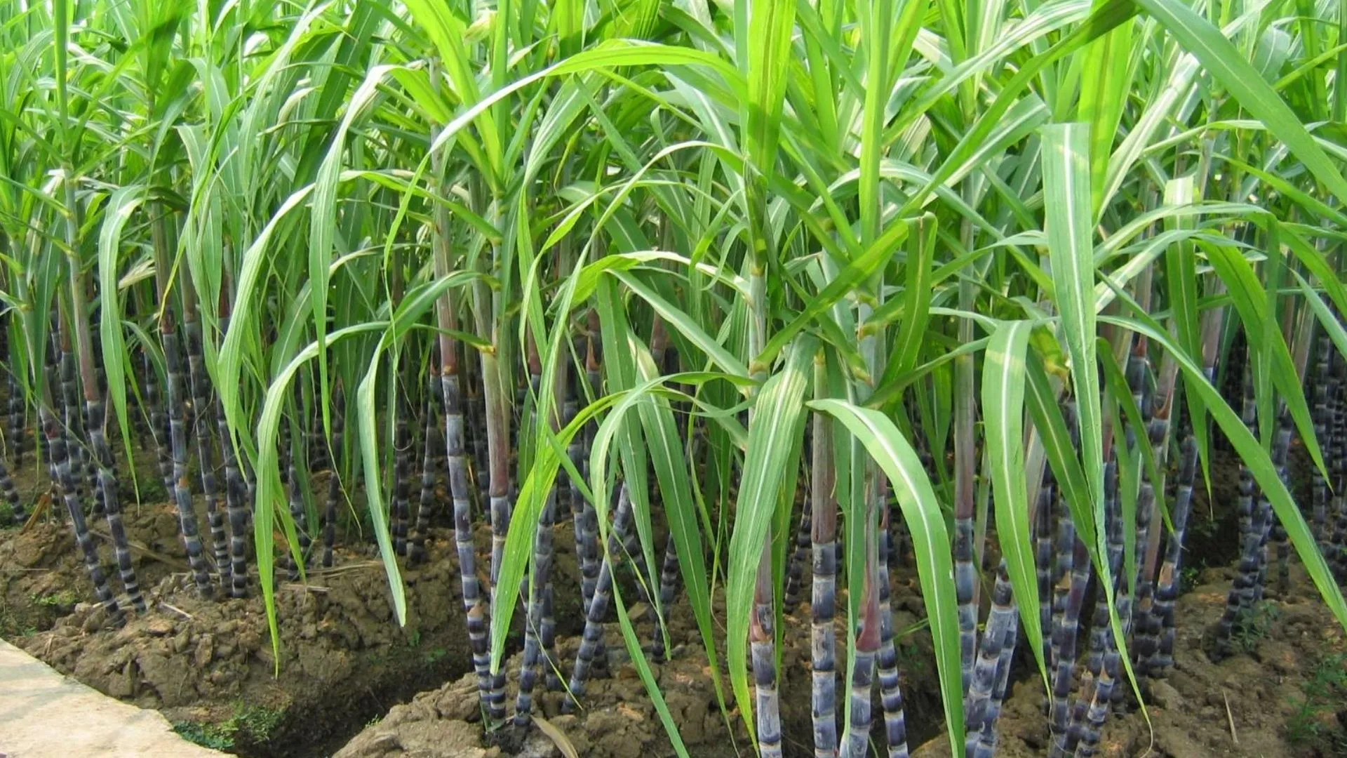 Budaun News: खेतों में खड़े गन्ने का सर्वे शुरू, गन्ना विभाग ने लगाई टीमें