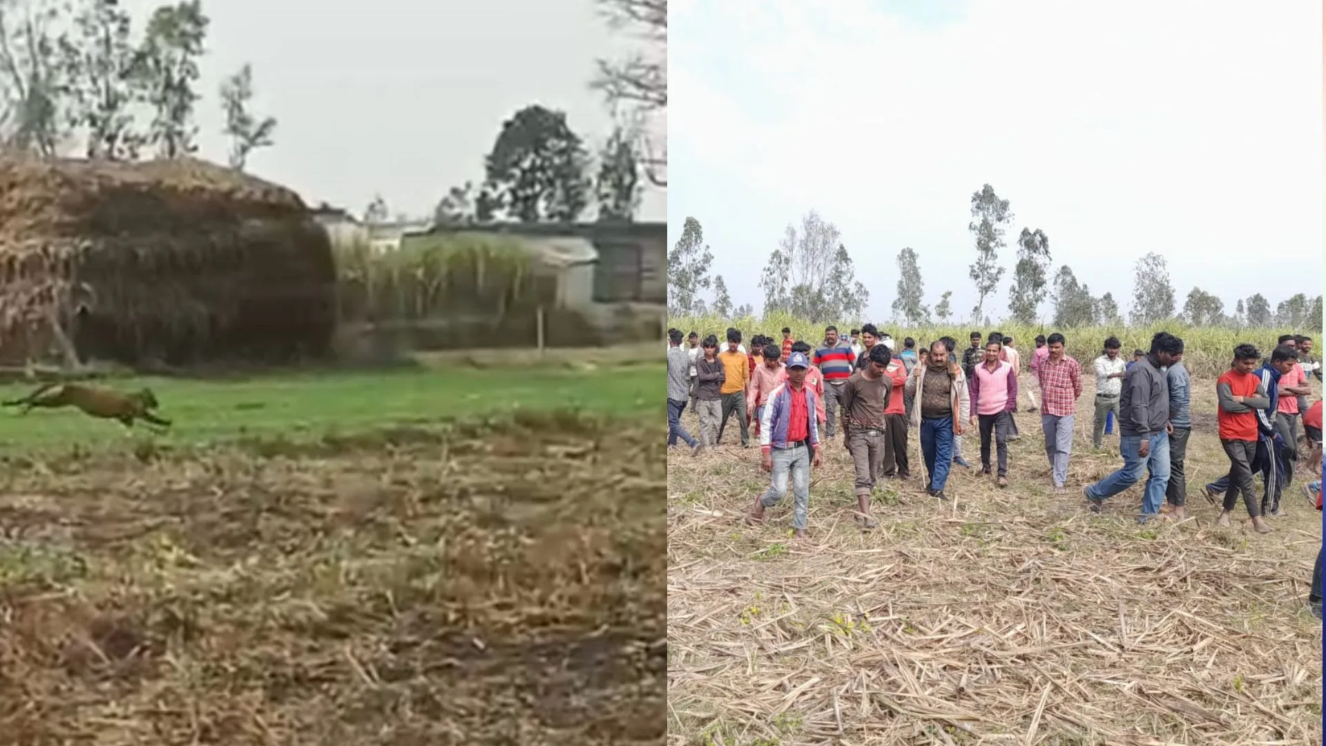 शाहजहांपुर: गन्ना छिलाई कर रहे श्रमिकों पर तेंदुए ने बोला हमला, चपेट में आया युवक घायल