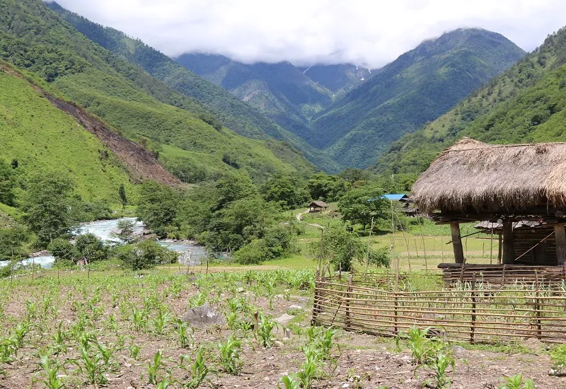 म्यांमार के हकाकाबोराजी राष्ट्रीय उद्यान में औषधीय पौधों की 24 प्रजातियां 