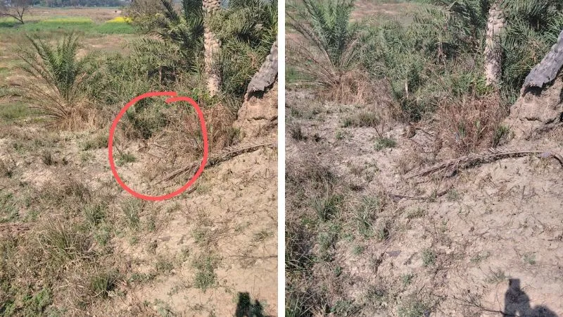 Kanpur News: नर्वल में किसान के खेत में दिखा विशाल काय अजगर... ग्रामीणों ने वन विभाग को दी सूचना, Video Viral