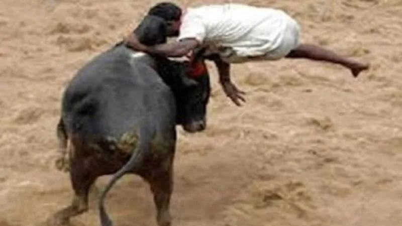 Unnao: आवारा मवेशी और किसानों की हितैशी सरकार में मवेशी ने किसान को उतारा मौत के घाट 
