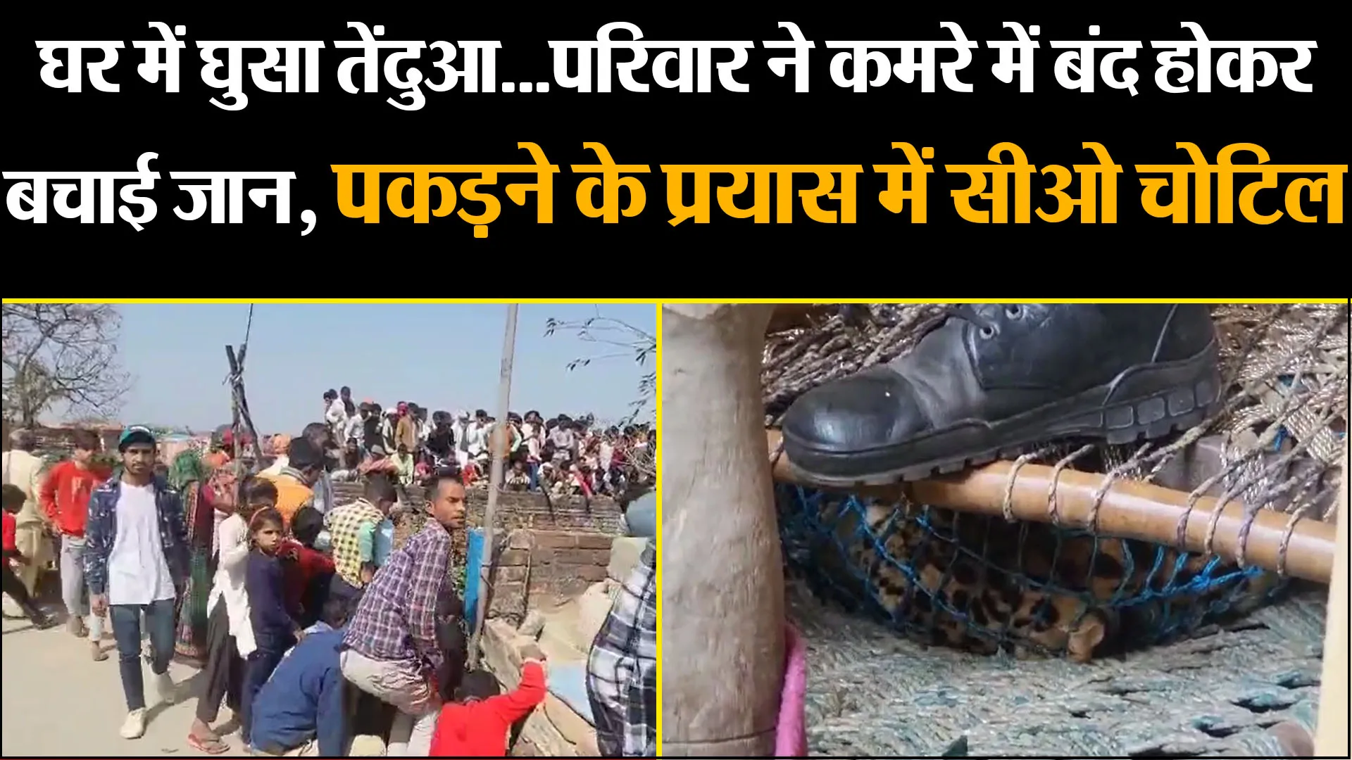 संभल: घर में घुसा तेंदुआ...परिवार ने कमरे में बंद होकर बचाई जान, पकड़ने के प्रयास में सीओ चोटिल