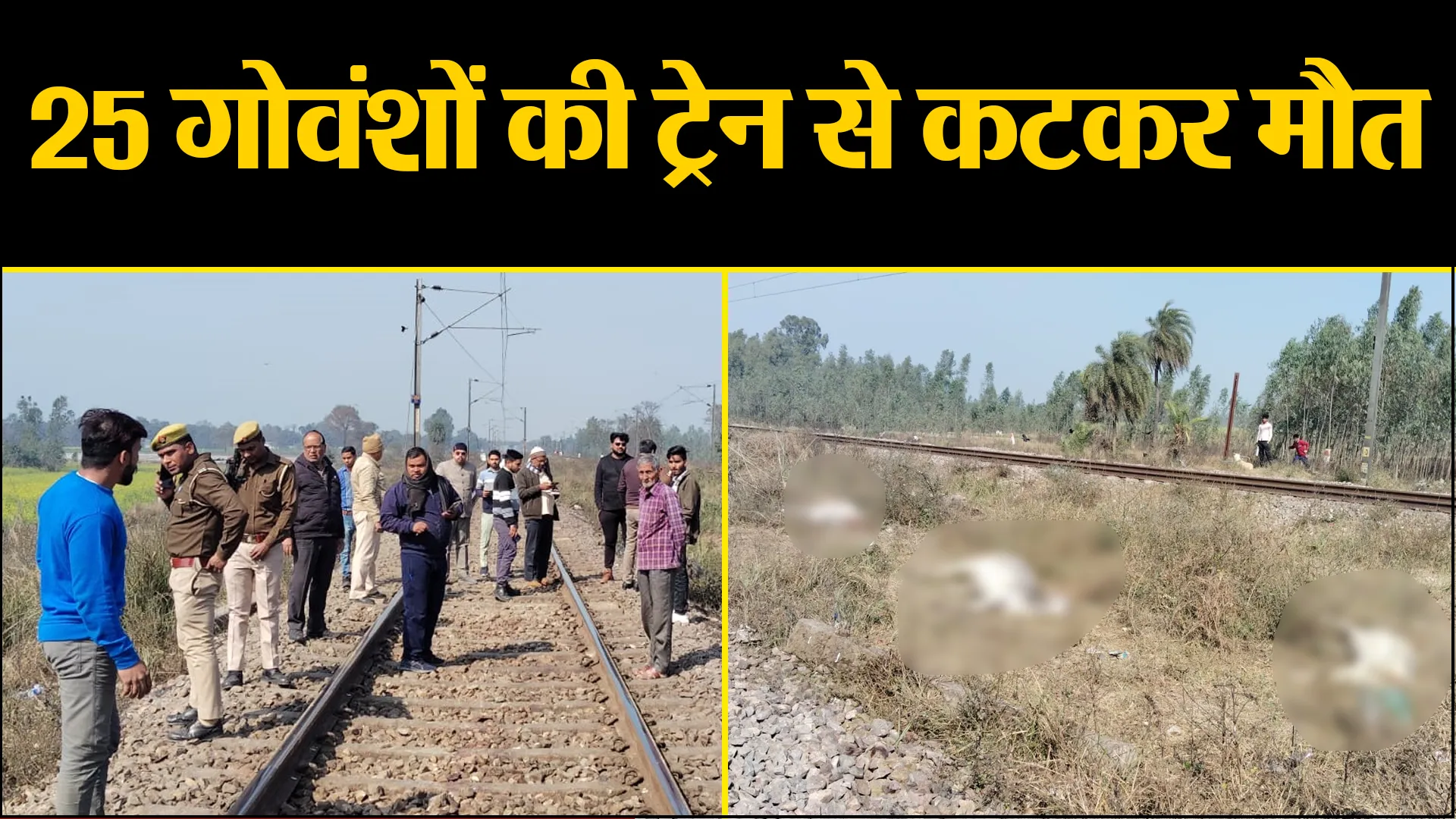 शाहजहांपुर: रेलवे लाइन पार कर रहे 25 गोवंशों की ट्रेन से कटकर मौत, मची खलबली 