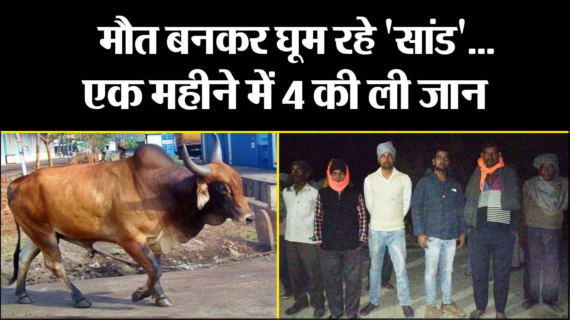 बरेली: मौत बनकर घूम रहे 'सांड'...एक महीने में 4 की ली जान 