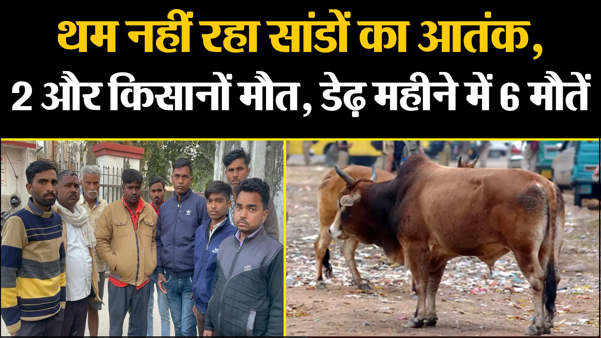 बरेली: थम नहीं रहा सांडों का आतंक, 2 और किसानों मौत, डेढ़ महीने में 6 मौतें