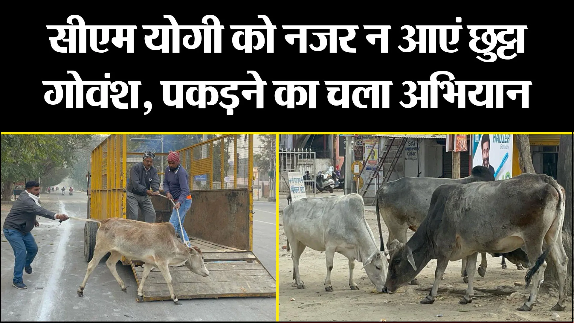 बरेली: सीएम योगी को नजर न आएं छुट्टा गोवंश, पकड़ने का चला अभियान