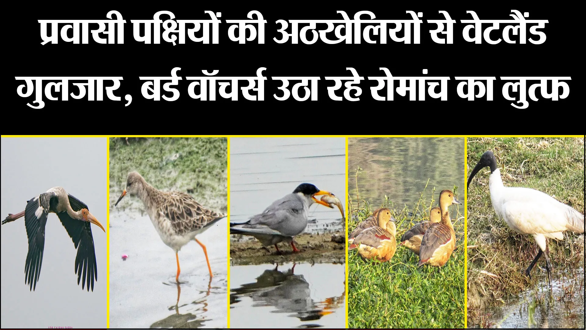 बरेली: प्रवासी पक्षियों की अठखेलियों से वेटलैंड गुलजार, बर्ड वॉचर्स उठा रहे रोमांच का लुत्फ