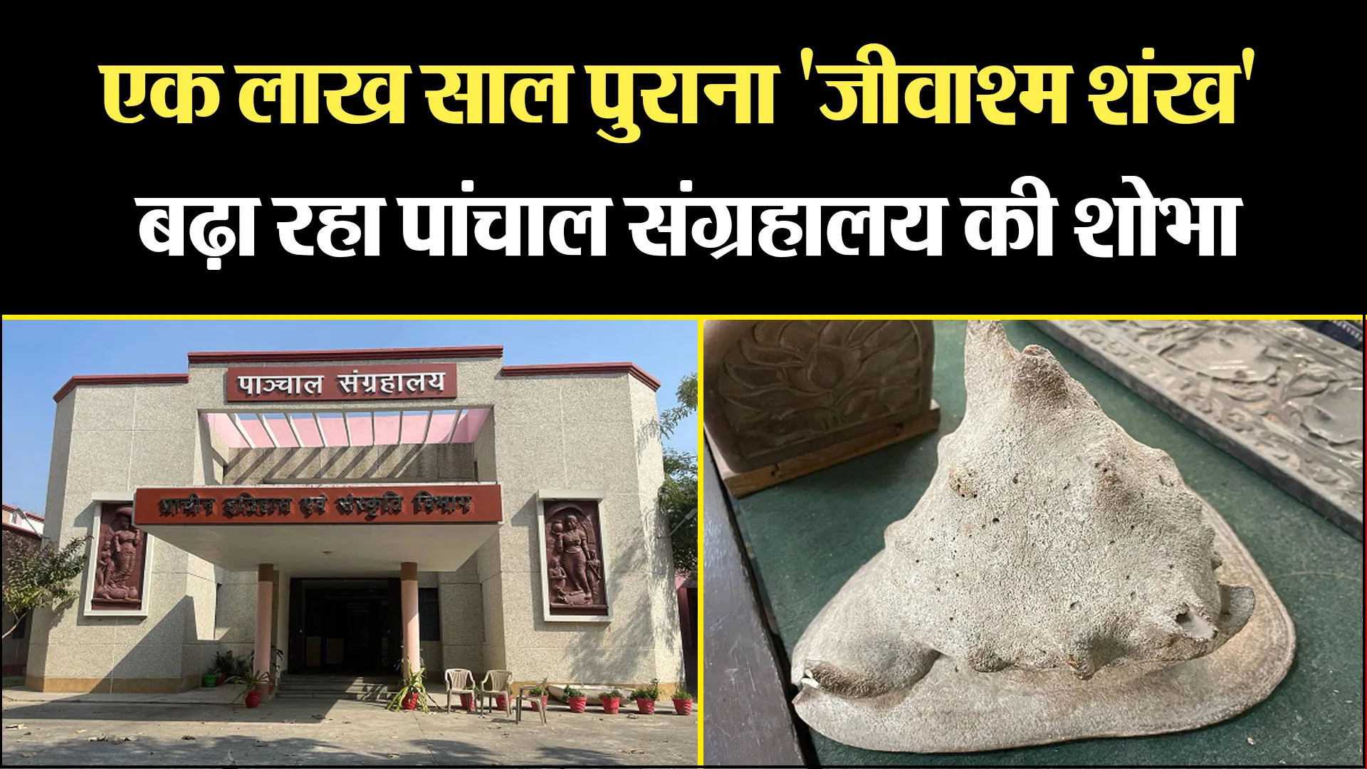 बरेली: एक लाख साल पुराना 'जीवाश्म शंख' बढ़ा रहा पांचाल संग्रहालय की शोभा 