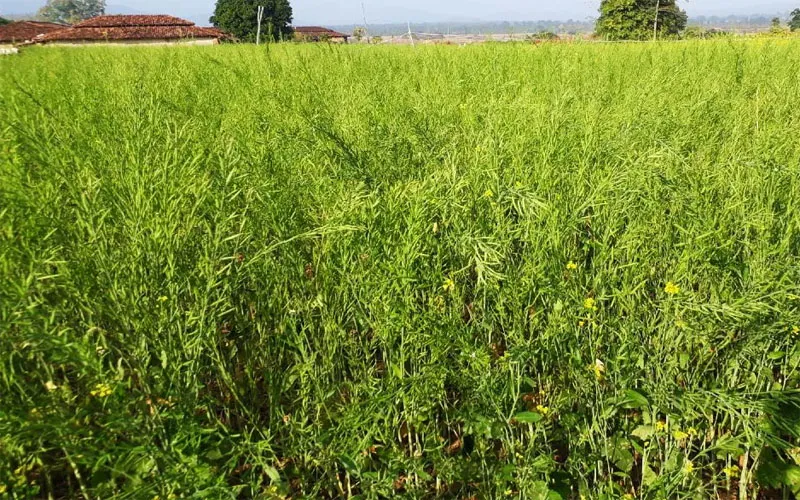 बाराबंकी: बारिश से फसलों को हुआ नुकसान!, आलू के सड़ने तो सरसों में फफूंद लगने की संभावना, गेहूं किसान खुश