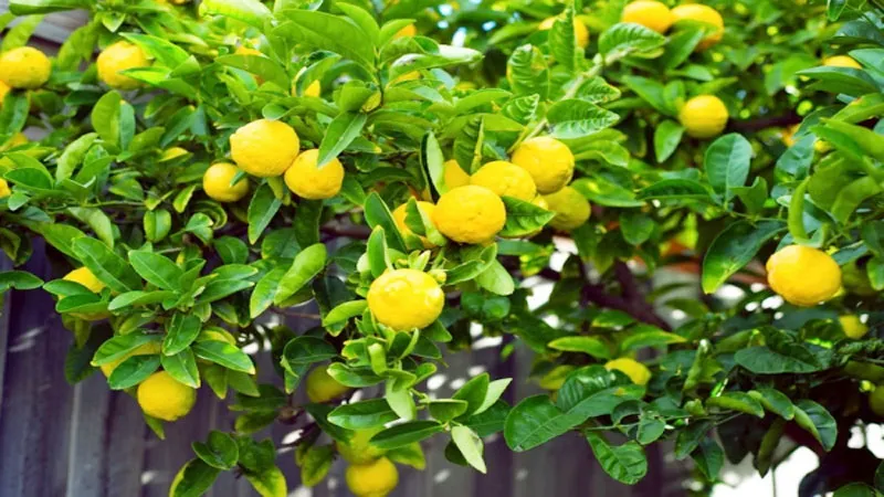 प्रयागराज: ओलावृष्टि से किसान दुखी, झड़ गए नींबू के फूल, आम-सरसों-चना और मटर की फसल को हुआ भारी नुकसान