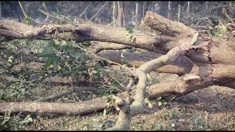 हरियाली पर आरा!, बहराइच में बिना परमिट हरे पेड़ों की हो रही कटाई, जिम्मेदार मौन! 