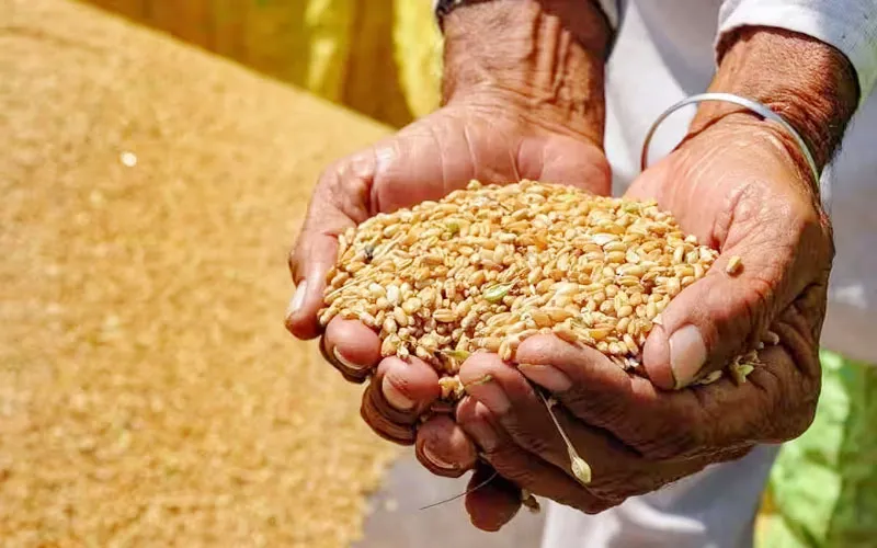 अयोध्या: खाद एवं रसद विभाग की हालत खस्ता!, गेहूं खरीद के लिए 46 दिनों में हो पाया महज 775 किसानों का पंजीयन!