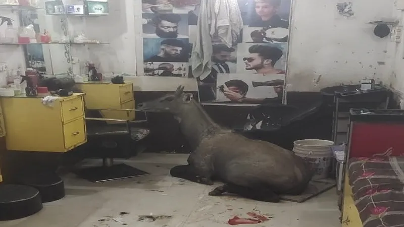 संभल: कुत्तों ने किया हमला तो नीलगाय ने सैलून में घुसकर बचाई जान, ग्राहक और संचालक भागे