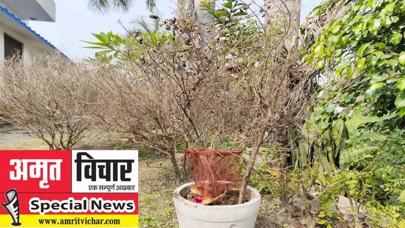 प्रयागराज: तुलसी पर लगा ठंड और पाले का 'ग्रहण'!, अधिकांश खेतों-घरों में सूखी, किसानों को हुआ भारी नुकसान! 