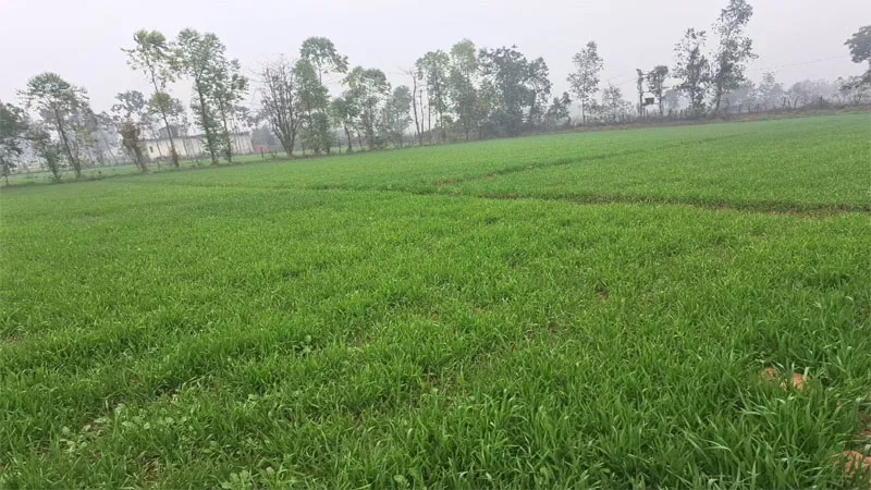 गोंडा: आसमान से बरसा 'अमृत', फसलों को मिली संजीवनी, किसानों के खिले चेहरे