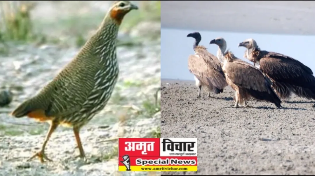 पीलीभीत: टाइगर रिजर्व में बाघ ही नहीं, पक्षियों का भी बसने लगा है संसार