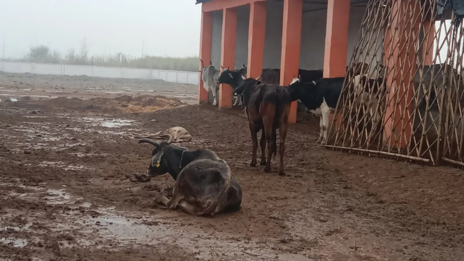 कासगंज: अनदेखी पड़ रही भारी, सर्दी से तड़पकर 12 गोवंश की मौत