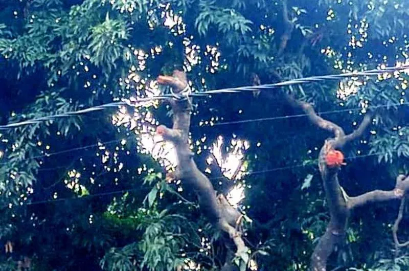 हल्द्वानी: पेड़ पर बांध दिया बिजली का तार, अधिकारियों को पता नहीं क्या कर रहा ठेकेदार...