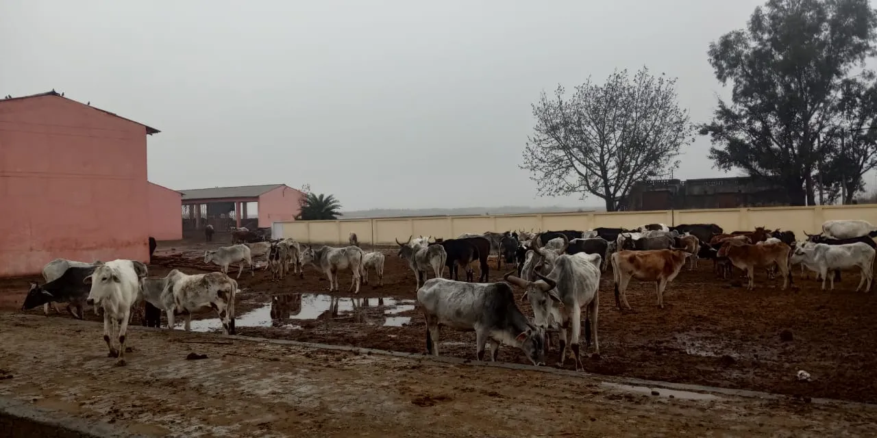 कासगंज: संक्रमण फैल जाने से गोवंशों की हुई थी मौत, पोस्टमार्टम रिपोर्ट में नीमोनिया की पुष्टि