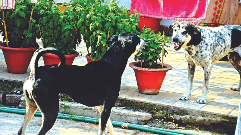 Kanpur: कैंट में कुत्तों का आतंक: आम राहगीरों और सेना के जवानों को बना रहे निशाना; नगर निगम से मांगी गई मदद...