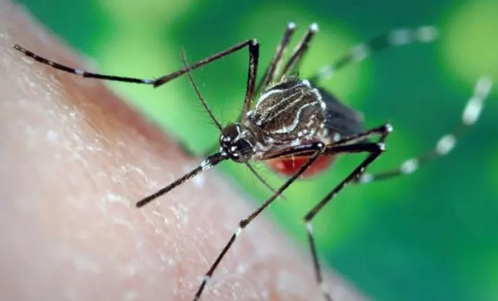 चिकनगुनिया से संक्रमित लोगों को तीन माह बाद तक होता है मौत का खतरा, एक अध्ययन में दी गई जानकारी