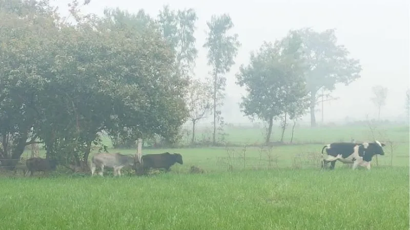 Auraiya: आवारा मवेशी बने किसानों का सिरदर्द; 30 बीघा फसल नष्ट की, कड़ी मशक्कत के बाद गौशाला भेजे गए...