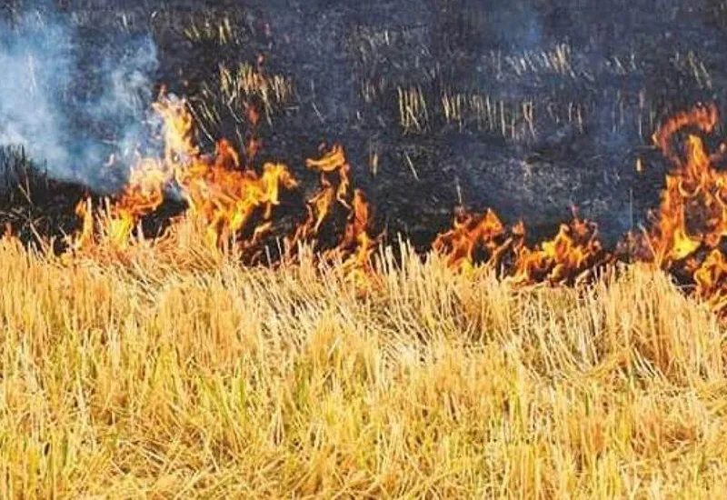 मुरादाबाद : पराली प्रबंधन यंत्र खरीद के लिए सरकार देगी 50 प्रतिशत अनुदान, ऑनलाइन आवेदक का ई-लाटरी से होगा चयन