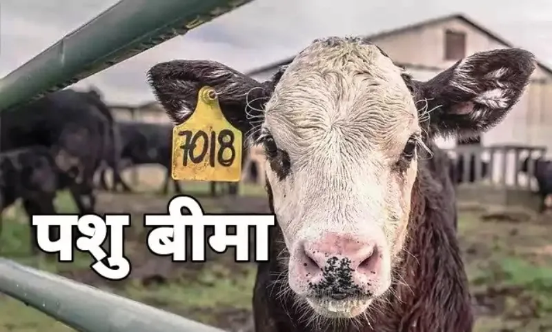 हल्द्वानी: कुमाऊं के 6 जिलों के 630 से ज्यादा पशुपालकों को सालों से अब तक नहीं मिली बीमा राशि
