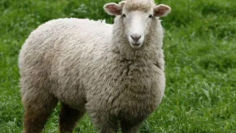 Fatehpur News: आकाशीय बिजली गिरने से 200 भेड़ों की हुई मौत; 30 झुलसीं... मृत मवेशियों का होगा पोस्टमार्टम...