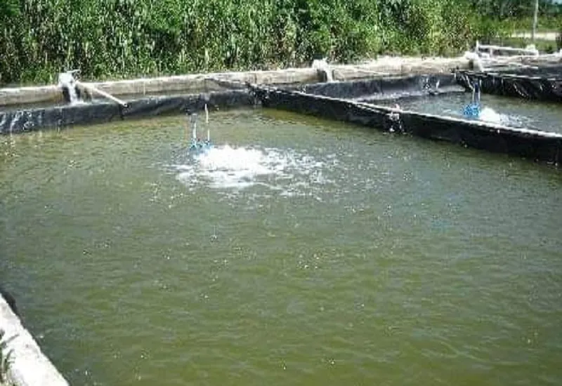 मुरादाबाद : जाकड़ू गांव में बही नीली क्रांति की बयार, गाजियाबाद व दिल्ली की मंडी से कारोबार