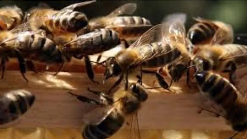 Unnao: मासूम भाई-बहन पर मधुमक्खियों ने बोला हमला, बचाने में मौसी भी घायल; अस्पताल में भर्ती...