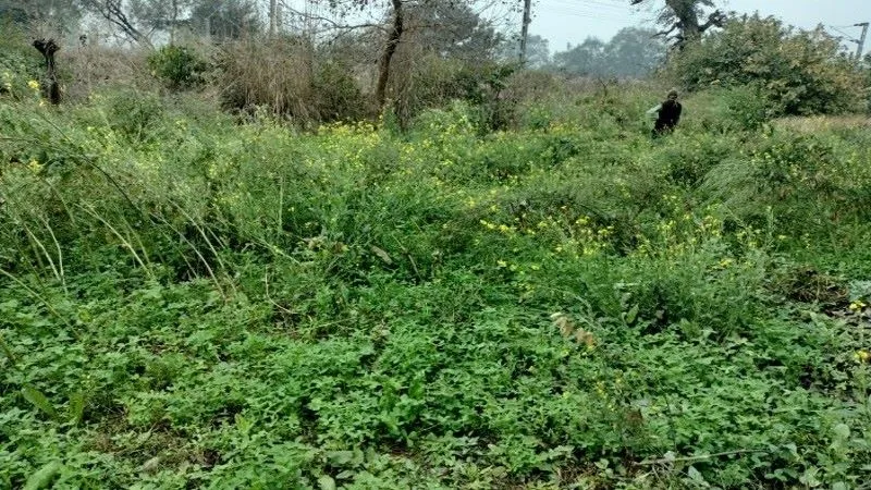 रायबरेली : अन्नदाताओं पर मुसीबतों की बारिश, सरसों, मटर, अरहर की फसलों को नुकसान