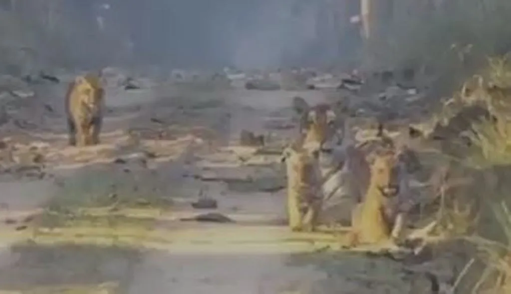 लखीमपुर-खीरी: किशनपुर वनरेंज में चार शावकों के साथ बाघिन का वीडियो वायरल, पर्यटकों में उत्साह