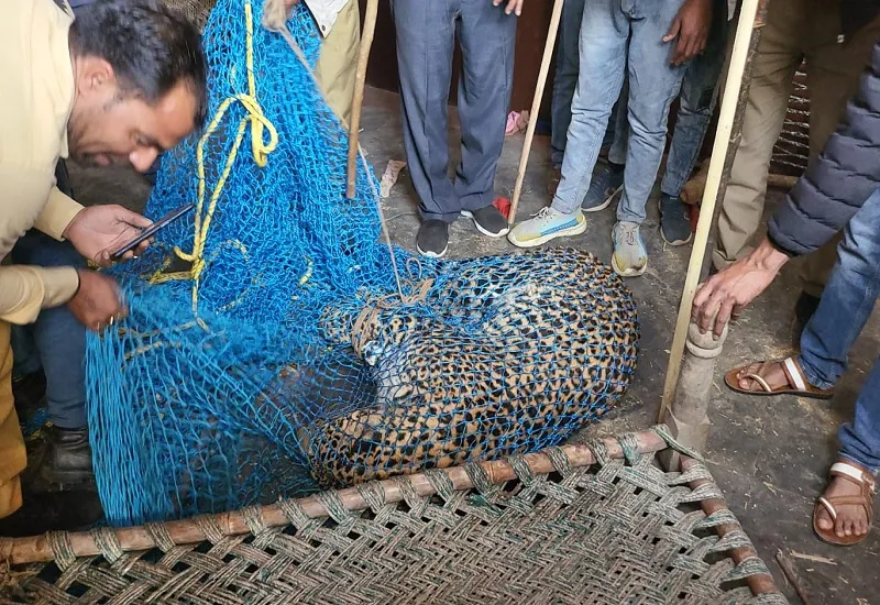 संभल : पकड़ने की आपाधापी में हुई बेरहमी, वन विभाग की लापरवाही ने ले ली तेंदुए की जान